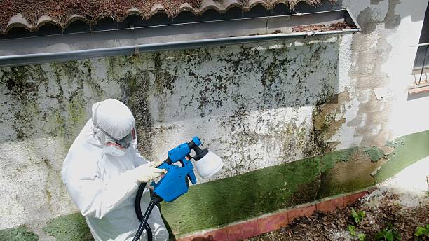 Trusted Basement Mold Remediation service in Severna Park, MD - Cheap Mold Removal
